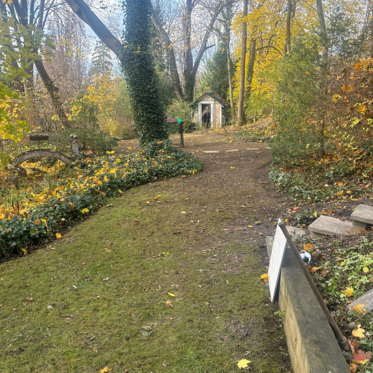 After: the same Fonthill backyard with the leaves cleared, the lawn and dirt path uncovered and the ivy beds left tidy