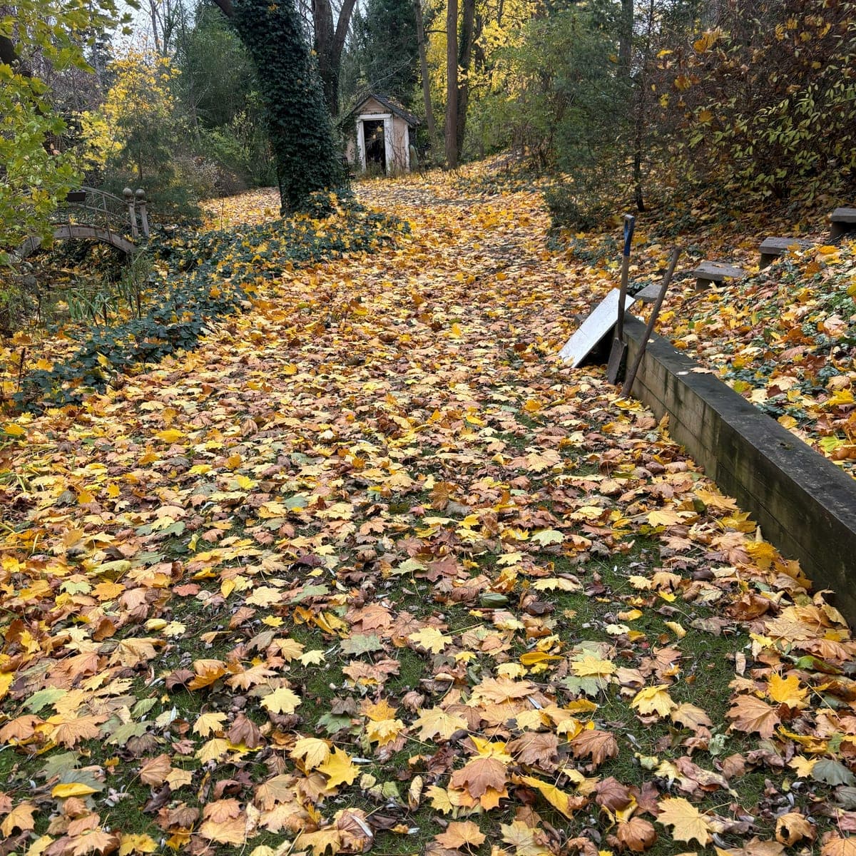 Before: a backyard path and lawn buried under fallen yellow and orange leaves, with a garden shed and a wooden retaining wall, in Fonthill