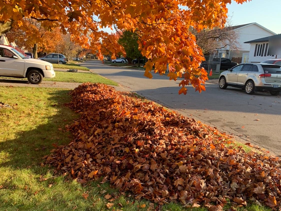 Fall property cleanup on a St. Catharines street: a front lawn raked clear under an orange maple, with the leaves gathered into one long row along the curb